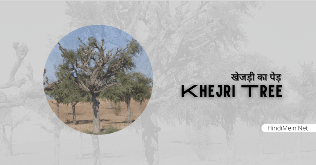 Khejri Tree in Hindi